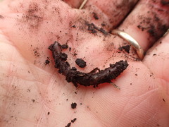 Dendrobaena octaedra