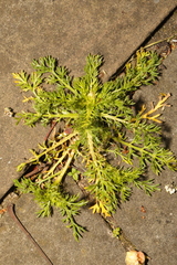 Matricaria discoidea