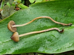 Psilocybe