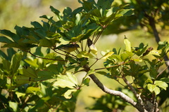 Setophaga pitiayumi graysoni