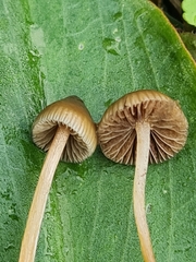 Psilocybe