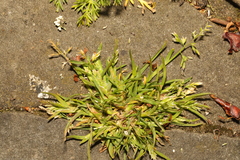 Poa annua