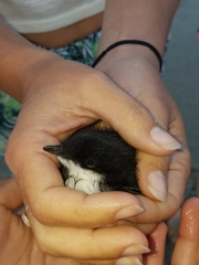 Synthliboramphus scrippsi