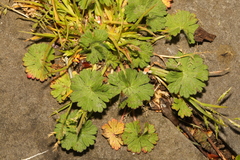 Geranium molle