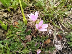 Erodium acaule