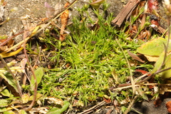Sagina procumbens