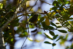 Setophaga pitiayumi graysoni