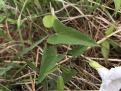 Calystegia catesbeiana