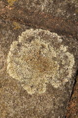 Protoparmeliopsis muralis