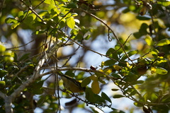 Setophaga pitiayumi graysoni