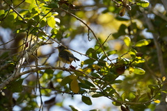 Setophaga pitiayumi graysoni