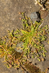 Sagina procumbens