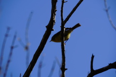 Setophaga pitiayumi graysoni