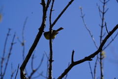 Setophaga pitiayumi graysoni