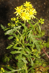 Senecio squalidus
