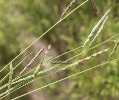 Eriochloa pseudoacrotricha