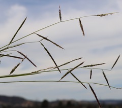 Eriochloa pseudoacrotricha