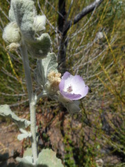 Malacothamnus fremontii