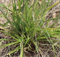 Eriochloa pseudoacrotricha