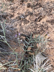 Astragalus ceramicus