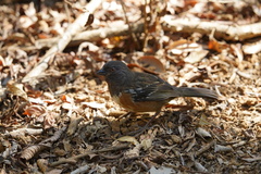 Pipilo maculatus socorroensis