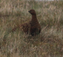 Lagopus lagopus scotica