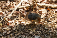 Pipilo maculatus socorroensis