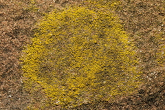 Candelariella vitellina