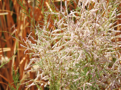 Tamarix ramosissima