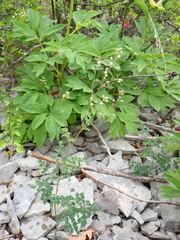 Thalictrum minus saxatile
