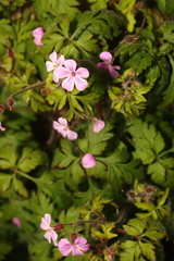 Geranium robertianum