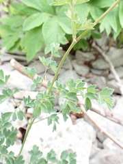 Thalictrum minus saxatile