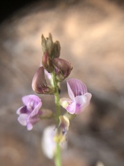 Astragalus ceramicus