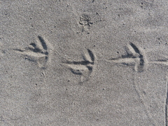 Haematopus ostralegus
