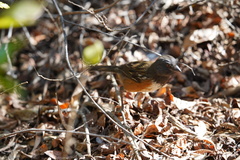 Pipilo maculatus socorroensis