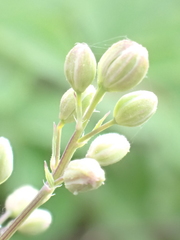 Thalictrum minus saxatile