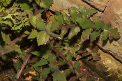 Sonchus oleraceus