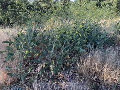 Hirschfeldia incana