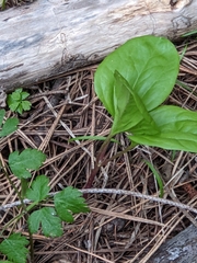 Trillium petiolatum