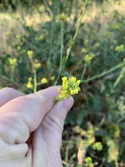 Hirschfeldia incana