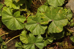 Malva sylvestris
