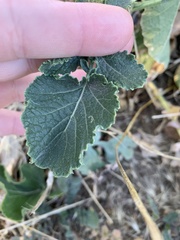 Hirschfeldia incana