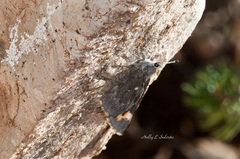 Agathymus neumoegeni