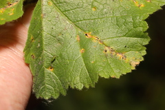 Puccinia malvacearum