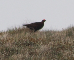 Lagopus lagopus scotica