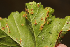 Puccinia malvacearum
