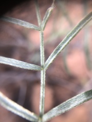 Astragalus ceramicus