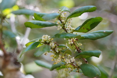 Ilex socorroensis