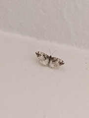 Enchoria lacteata
