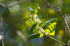Ilex socorroensis